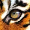 eyeofthetiger