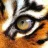 eyeofthetiger
